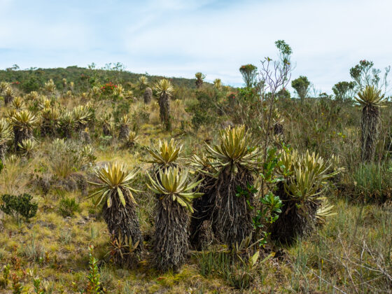 CONSERVATION INTERNATIONAL FOUNDATION